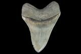 Serrated, Fossil Megalodon Tooth - Georgia #90766-2